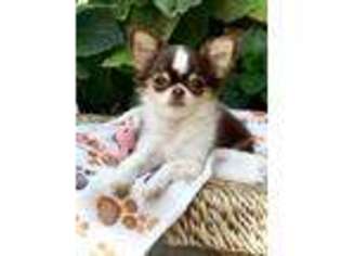 Chihuahua Puppy for sale in Visalia, CA, USA
