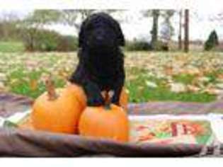 Goldendoodle Puppy for sale in COCHRANTON, PA, USA
