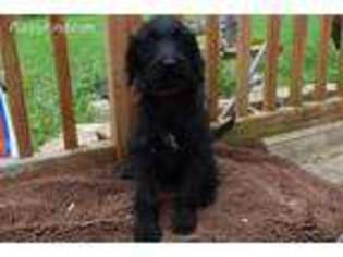 Labradoodle Puppy for sale in Port Crane, NY, USA
