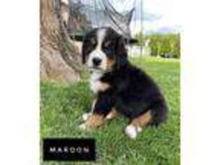 Bernese Mountain Dog Puppy for sale in Avis, PA, USA