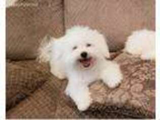 Bichon Frise Puppy for sale in Flippin, AR, USA