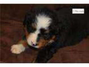 Bernese Mountain Dog Puppy for sale in Chattanooga, TN, USA