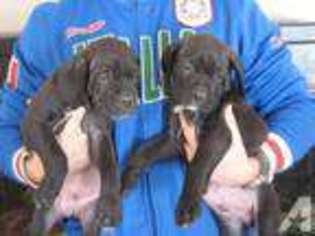 Cane Corso Puppy for sale in SHORT HILLS, NJ, USA