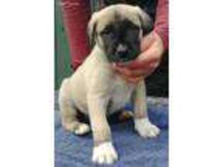 Anatolian Shepherd Puppy for sale in Grants Pass, OR, USA