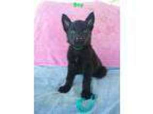 German Shepherd Dog Puppy for sale in Albany, OH, USA