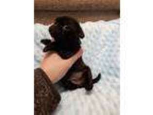 Pug Puppy for sale in Oconto, WI, USA