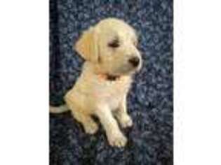 Labradoodle Puppy for sale in Harrison, AR, USA