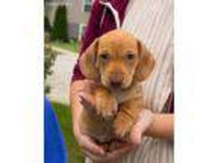 Dachshund Puppy for sale in Walhonding, OH, USA