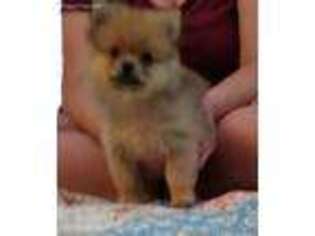 Pomeranian Puppy for sale in Vale, NC, USA