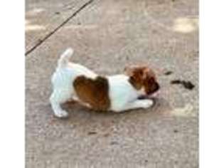 Jack Russell Terrier Puppy for sale in Paris, KY, USA