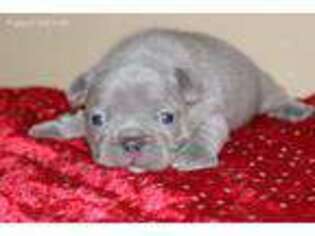 French Bulldog Puppy for sale in West Union, OH, USA