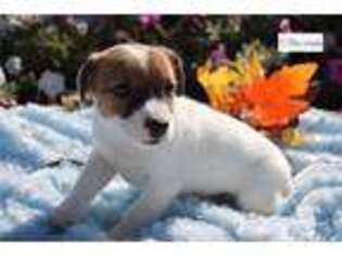 Jack Russell Terrier Puppy for sale in Kirksville, MO, USA