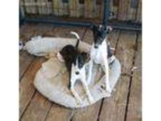 Italian Greyhound Puppy for sale in Williston, FL, USA