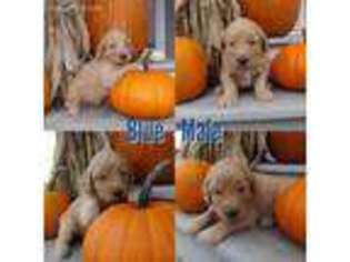 Goldendoodle Puppy for sale in Ossian, IA, USA