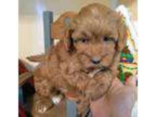 Cavapoo Puppy for sale in Carteret, NJ, USA