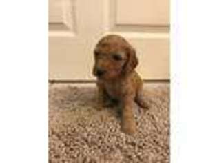 Goldendoodle Puppy for sale in Elk Grove, CA, USA