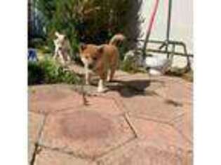 Shiba Inu Puppy for sale in Thousand Oaks, CA, USA