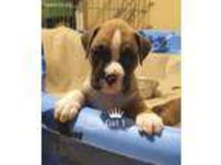 Boxer Puppy for sale in Carterville, IL, USA
