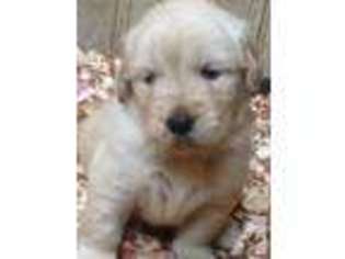 Mutt Puppy for sale in PARKTON, NC, USA