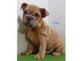 Bulldog Puppy for sale in Rolla, MO, USA