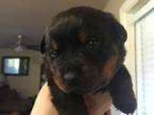 Rottweiler Puppy for sale in MESA, AZ, USA