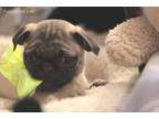 Pug Puppy for sale in Jefferson City, MO, USA