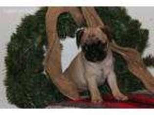 Pug Puppy for sale in Myerstown, PA, USA