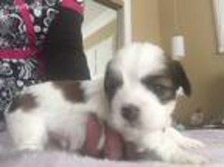 Lhasa Apso Puppy for sale in Glendora, CA, USA