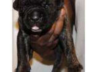 Cane Corso Puppy for sale in Spring Lake, NC, USA