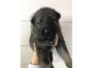 German Shepherd Dog Puppy for sale in Laporte, CO, USA