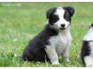 Border Collie Puppy for sale in Mount Vernon, OH, USA
