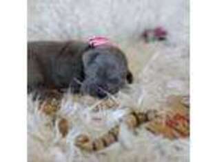 Great Dane Puppy for sale in New Market, VA, USA