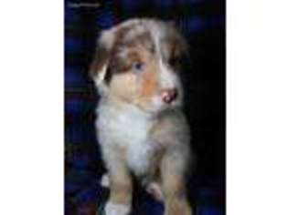 Anatolian Shepherd Puppy for sale in Brooksville, FL, USA