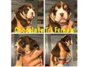 Bulldog Puppy for sale in Southaven, MS, USA