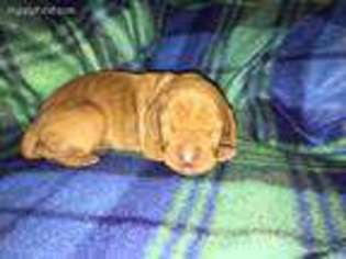 Vizsla Puppy for sale in Surprise, AZ, USA