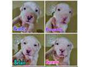 Dogo Argentino Puppy for sale in Blythe, CA, USA