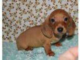 Dachshund Puppy for sale in Youngstown, OH, USA