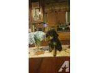 Mutt Puppy for sale in WEST FARMINGTON, OH, USA