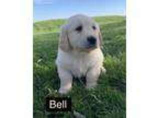 Mutt Puppy for sale in CENTERVILLE, PA, USA