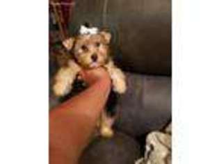Yorkshire Terrier Puppy for sale in Piedmont, SC, USA