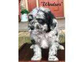 Old English Sheepdog Puppy for sale in Adolphus, KY, USA