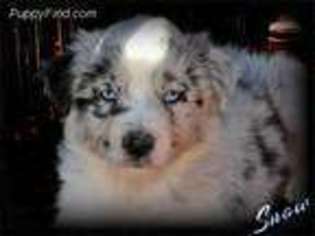 Australian Shepherd Puppy for sale in Elwood, NE, USA