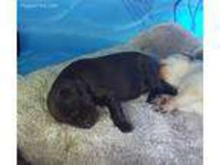 Labrador Retriever Puppy for sale in Riverton, UT, USA