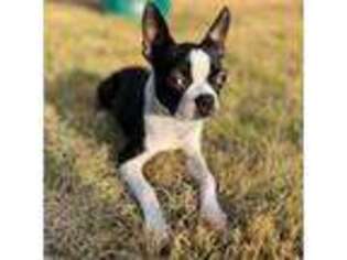 Boston Terrier Puppy for sale in The Colony, TX, USA