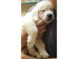 Golden Retriever Puppy for sale in Houston, TX, USA
