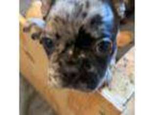 French Bulldog Puppy for sale in Saint Paul, MN, USA