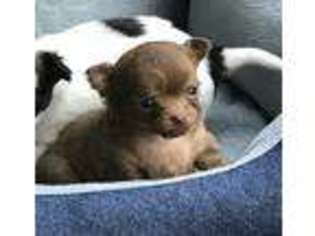 Chihuahua Puppy for sale in Greenville, TX, USA