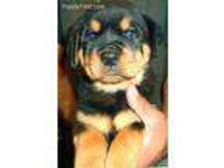 Rottweiler Puppy for sale in Lyle, WA, USA