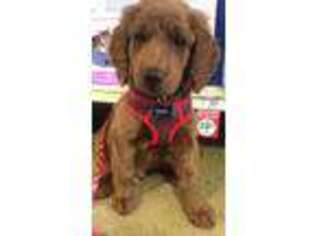 Goldendoodle Puppy for sale in Gaithersburg, MD, USA