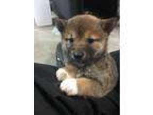 Shiba Inu Puppy for sale in Collinsville, OK, USA